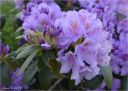 fioletowy_rododendron17.jpg