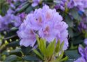 fioletowy_rododendron17_28129.jpg