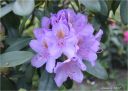 fioletowy_rododendron17_28229.jpg