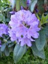 rododendron_18_05_28229.jpg