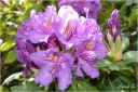 rododendron_2022_28129.jpg