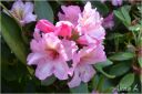 rododendron_2022_28229.jpg