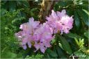rododendron_2022_28329.jpg