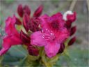 rododendron_20_8_28129.jpg