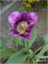 tulipan_24_28129.jpg