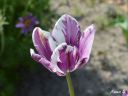 tulipan_24_28229.jpg