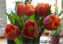 tulipany~0.jpg