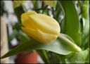 tulipan~0.jpg