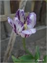 tulipan_24_28329.jpg